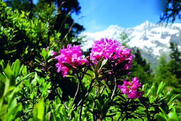 Pěnišník rezavý (Rhododendron ferrugineum). Foto: Saastal Tourismus AG