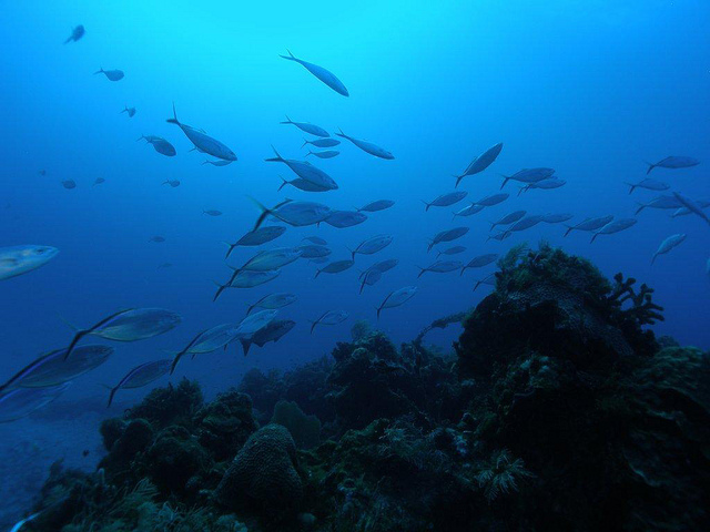 Foto: Flickr.com / NOAA's National Ocean Service 
